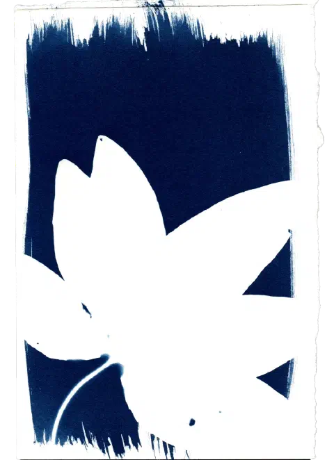 Fresh leaf printed under UV light. The thickness of the leaf meant that none of the vein structures came out, despite being clearly visible to the naked eye.