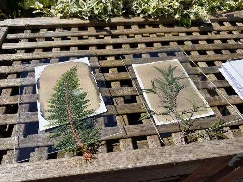 Various leaves resting on paper coated in cyanotype sensitizer exposed to the sunlight outdoors. The paper looks a yellowish green colour rather than the typical cyanotype blue. A perspex sheet holds the leaves in place so they don't move during development.