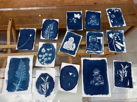 An array of cyanotype prints layed out on a glass table. The majority of prints are of flowers or plants. A few are made from the photo of a monkey. The depth of the cyanotype blue varies across the prints.