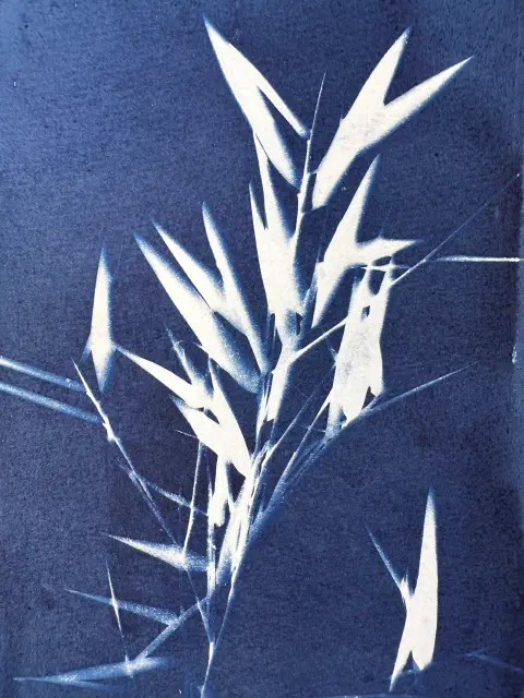 Bamboo leaves on a piece of paper fully coated in sensitzer.