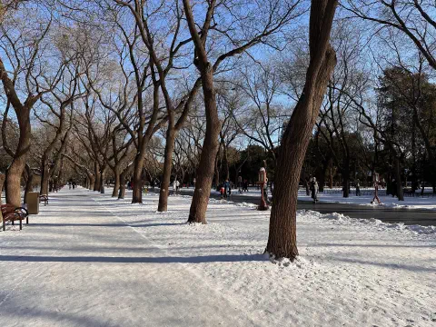 A photo looking alng the snow covered walkway from the East Gate of the Temple of Heaven. Bare treas line the walkway having long since shed their leaves.