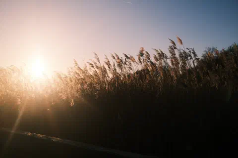 a photograph of tall reeds, the setting sun providing back light