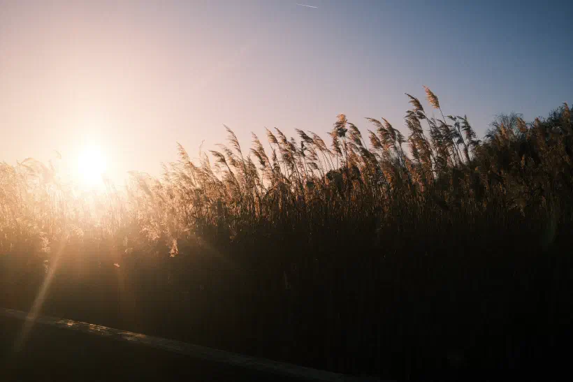a photograph of tall reeds, the setting sun providing back light