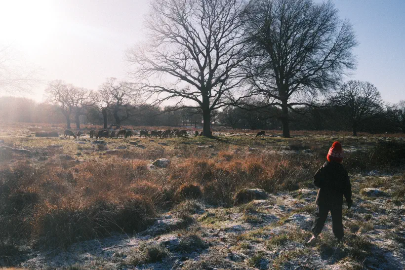 a photo of a park, dried fern in the foreground, bare trees in the distance surrounded by grazing deer