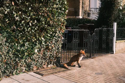 a fox stands guard outside a gate