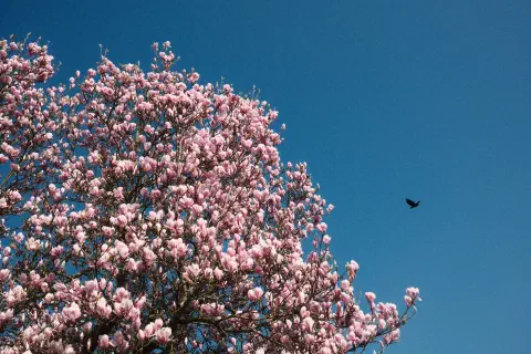 A photo looking up to a blue sky. In the foreground a tree covered in pink blossom. The black silhouette of a bird flying towards the tree.