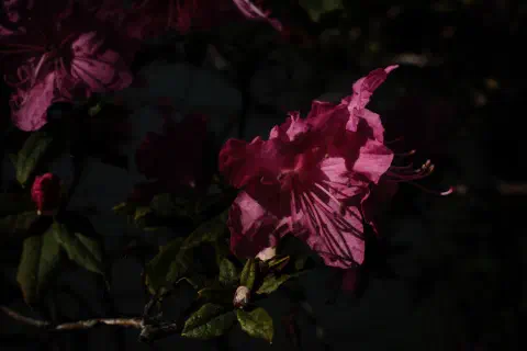 A dimly lit photo of a small pink flower