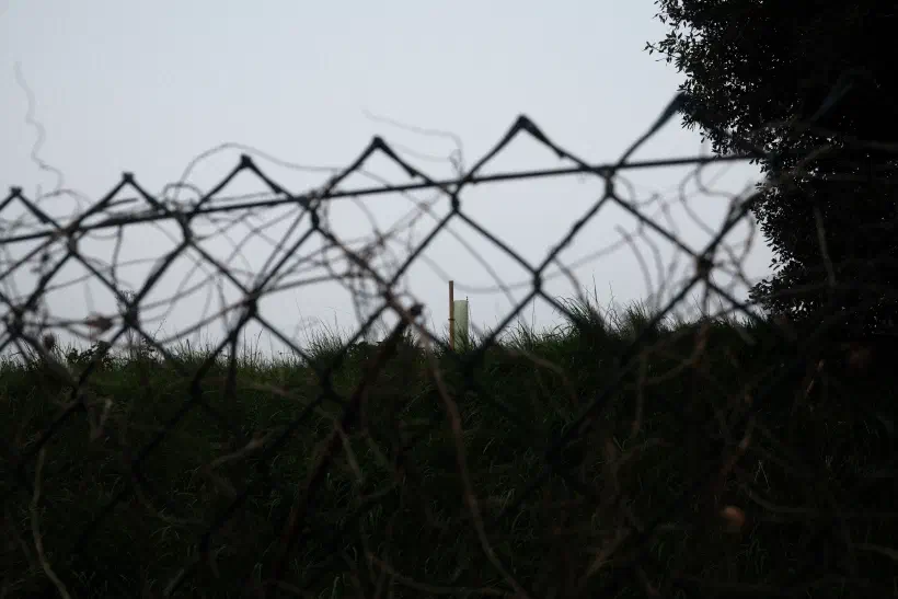a photo taken through a fence looking up towards a lone new shoot on top of a mound