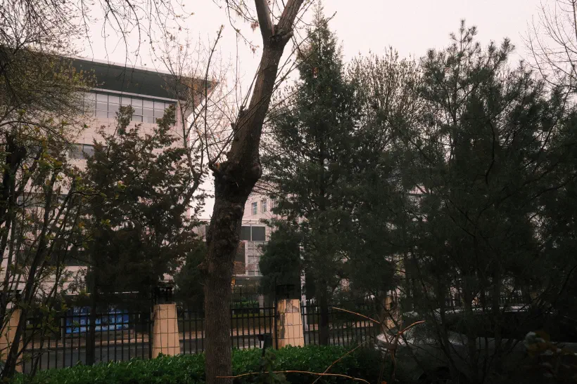 A photo looking out through the trees that run along the fence surrounding a residential compound