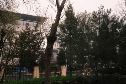 A photo looking out through the trees that run along the fence surrounding a residential compound