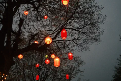 lanterns hanging from a tree at night