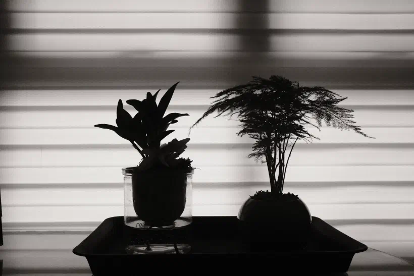 silhouette of indoor plants against brightly lit blinds