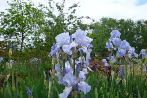 a close up photo of some blue flowers in a park, green leaves on the trees provide a contrasting background