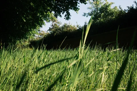 a photo looking up through long grass to the green leaves on the trees in the distance