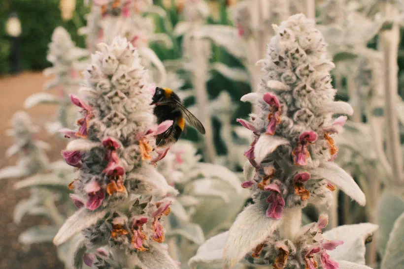 a photo of a bumblebee on a flower