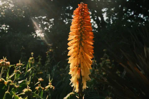 Every morning sun brings colour to a flower.